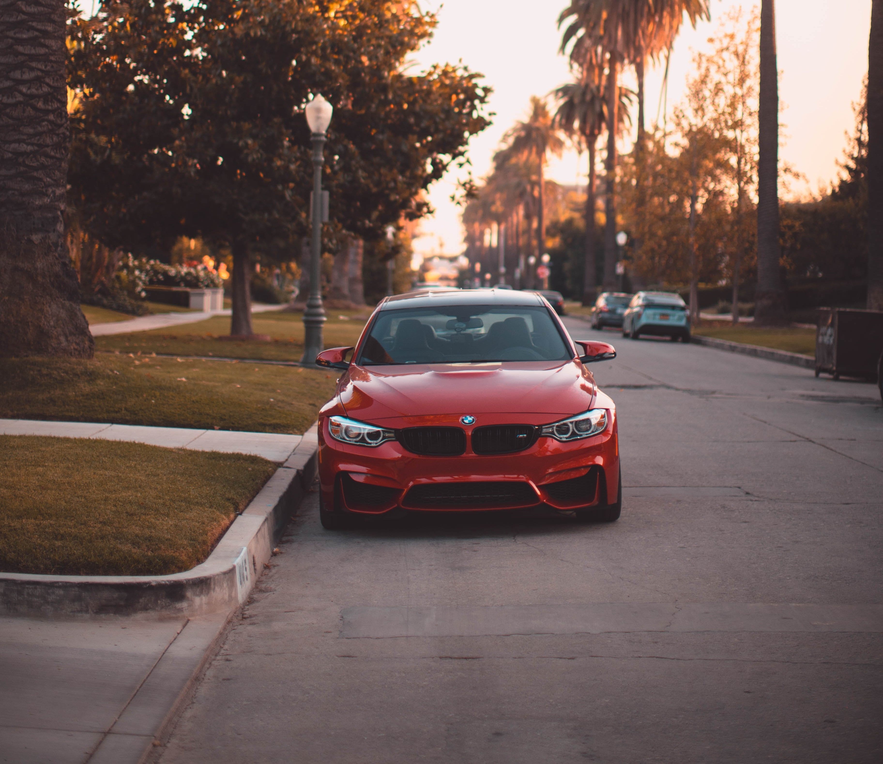 Front view of a red BMW car parked on a scenic street lined with palm trees and autumn foliage.